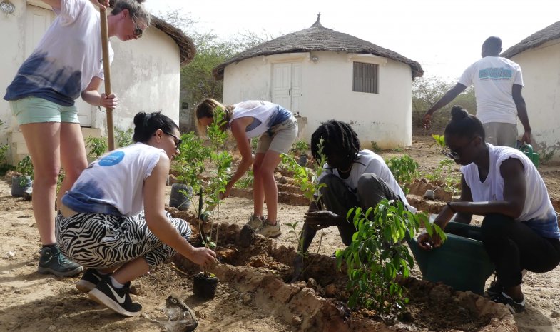 Plantation de graines de rônier