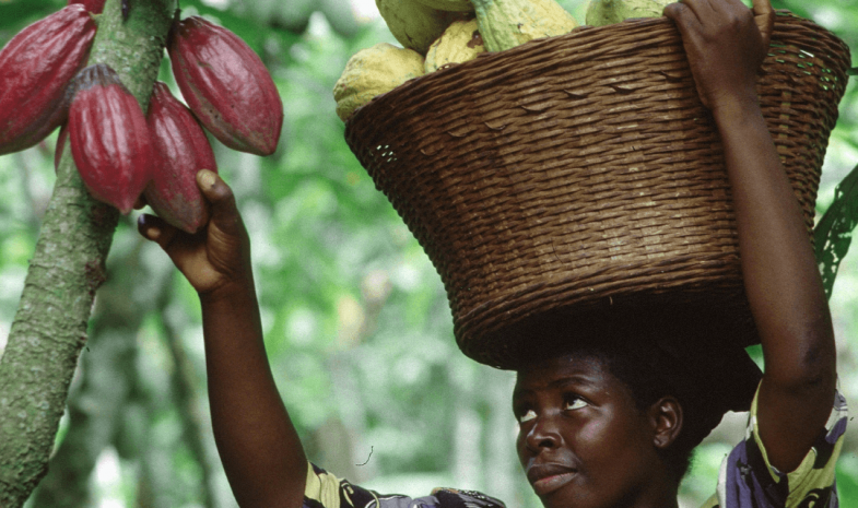 Femme ramassant des cabosses de cacao