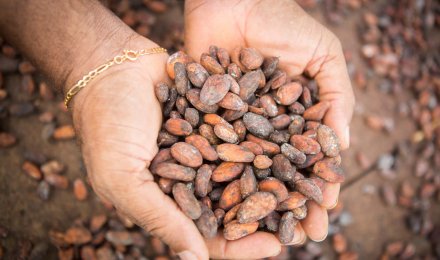 Mains tenant des fèves de cacao