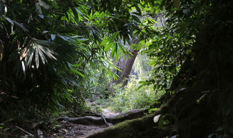 Forêt tropicale